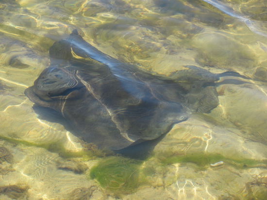 Stingray (Stachelrochen), die konnte man auch füttern...