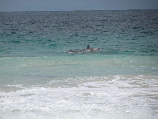 Gruppe von Delphinen am Strand