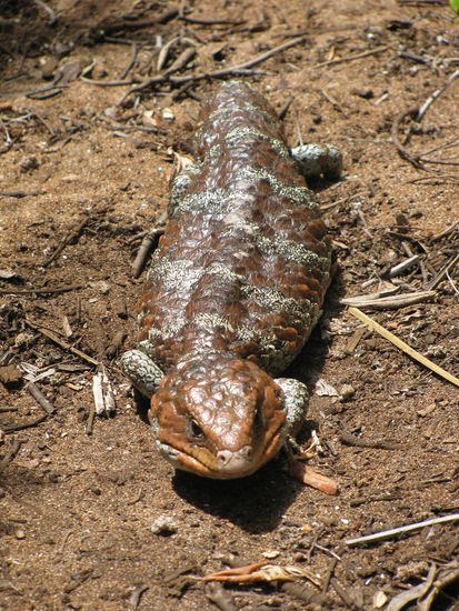 stumpy-tail lizard