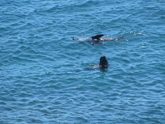 Robben auf Rottnest Island