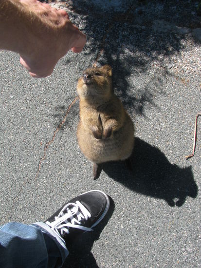 Quokka... eine Kreuzung aus Känguru und Ratte die es fast nur auf Rottnest gibt.