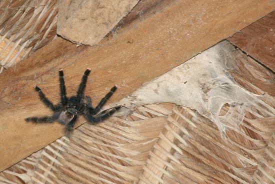 An der Decke direkt im Aufenthaltsraum, ebenfalls ein Dauergast.
