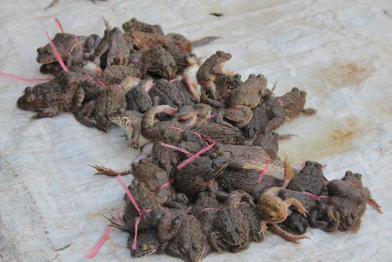 Frösche, gerne auch am Spieß oder besser Schnürchen (die leben noch!)