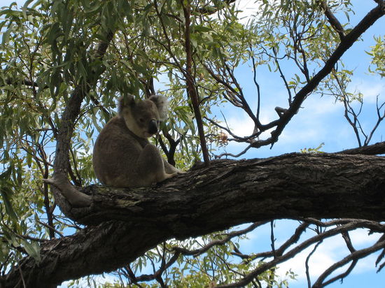 Der erste Koala in freier Wildbahn, und er hat sich sogar bewegt