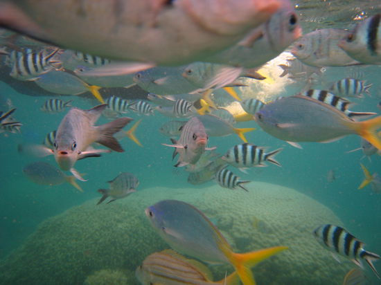 Schnorcheln in der Fischsuppe