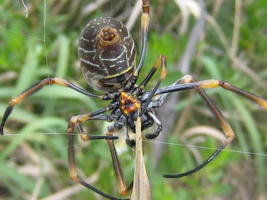 Die giftigen Bewohner der Insel
