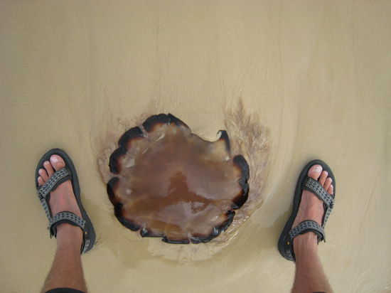 Nachtisch aus dem Meer