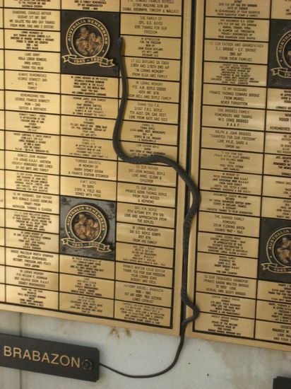 Die wahren Kletterkünste der Schlange