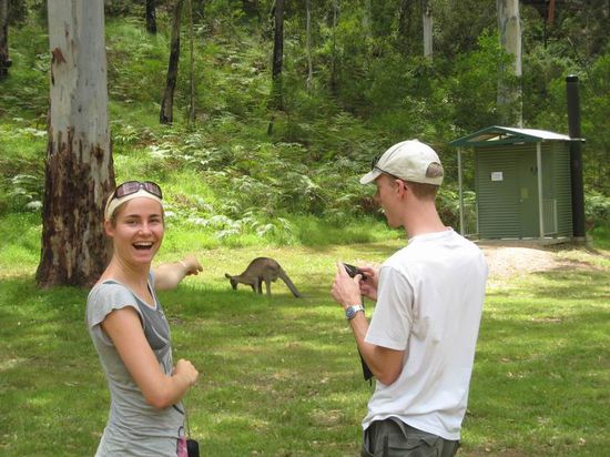 Unser erstes wildes Känguru