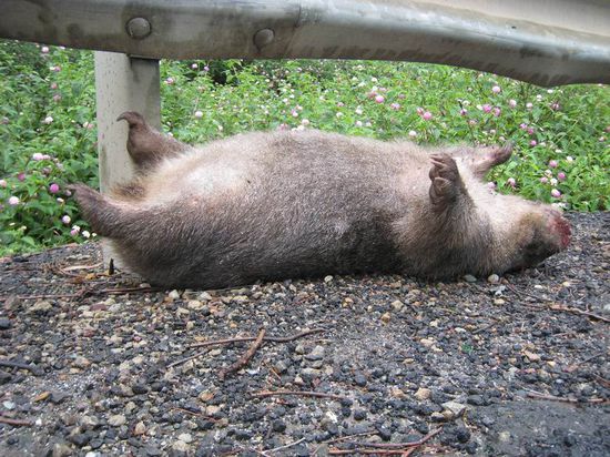 Jaaaa unser erster Wombat... oohh leider nur als Roadkill 