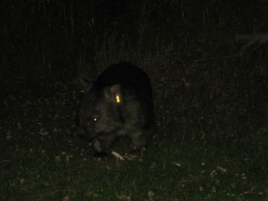 Ja guck mal wer da kommt!
Wohl von unseren Kochkünsten angelockt, schlenderten auf einmal ganz gemütlich zwei Wombats an uns vorbei. Das sind wirklich total coole Tiere.