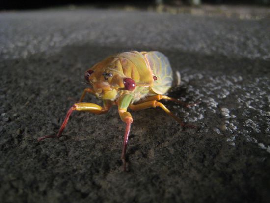 Dieses Tier war einfach nur crazy und hat uns beim Essen angegriffen