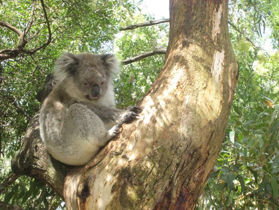 Und das hier ist Großvater Koala in diesem Park