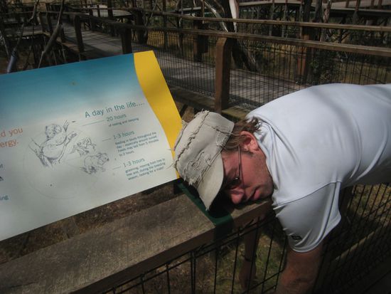 20h Schlafen am Tag und die restliche Zeit wird gefressen oder grad mal zum nächsten Fressplatz gewechselt... das ist ein Leben!