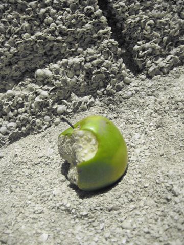 Shell Beach