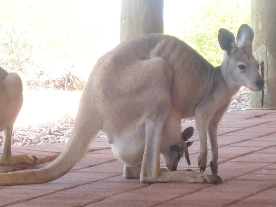 Ja, wer guckt denn da aus dem Sack?