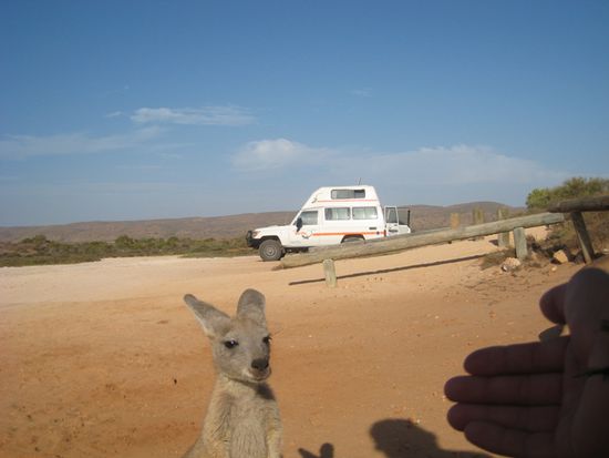 Die kleinen sind immer die neugierigsten, während die Mutter im Hintergrund skeptisch zuguckt