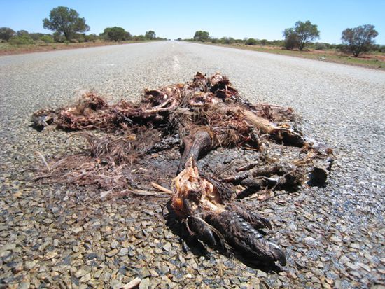 außer Roadkill... ich würde sagen das ist ein Puzzel Emu