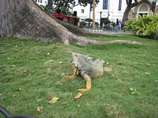 Total abgefahren: In der Stadt leben doch wirklich die Landechsen, die sonst nur auf den Galapagos Inseln zu finden sind. Und das schon immer!