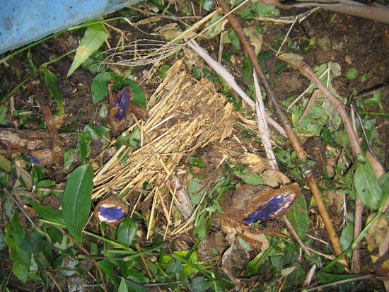 So sieht das Schlachtfeld dann nach der Bespruehung mit der lila Fluessigkeit namens Herbicide aus.
