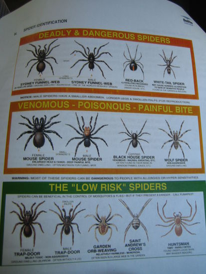 Seite aus dem Belehrungsbooklet, was wir unterschreiben mussten und ausgehaendigt bekamen. Kurzer Ueberblick der toetlichen/ gefaehrlichen Spinnen und der giftigen und der Spinnen mit geringerem Risiko. Da bist Du nicht gleich tod. Das gleiche gibts auch fuer Schlangen in den Cumberland Plains.
