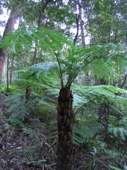 Regenwald, unten in den Blue Mountains