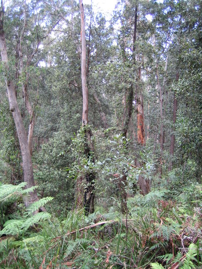 Auf dem Castle Ruin Walk, der für 6h Hin- und Rückwärts ausgelegt ist.