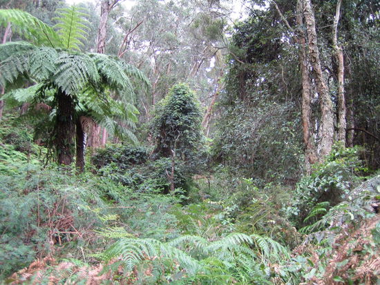 Auf dem Castle Ruins Walk im Regenwald.