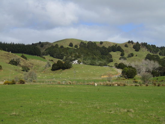 Landschaft bei Waipu