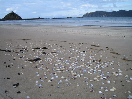 Wie sehr habe ich die Spaziergänge am Meer genossen.