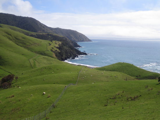 Unsere 22 km lange Wanderung entlang der Küste auf dem Coromandel Coastal Walk. Viele Schaafe sind uns begegnet und es kam immer wieder Regenwolken. Und scharfer Wind blies uns ins Gesicht.