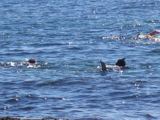 Links Doreen (zu erkennen an den roten Haaren), rechts Paul beim Schnorcheln, Manly Beach