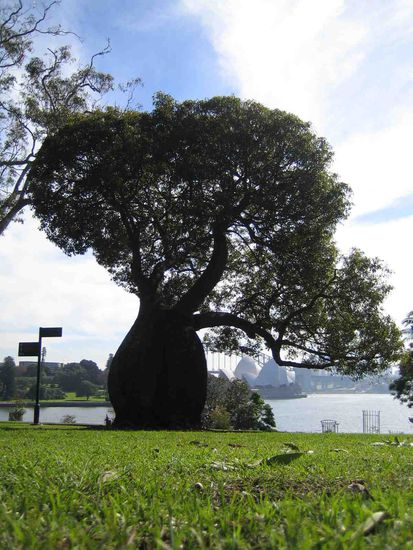 Der Bottletree (Flaschenbaum) aus einer anderen Perspektive.