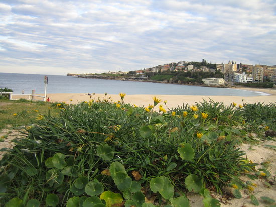 Coogee Beach