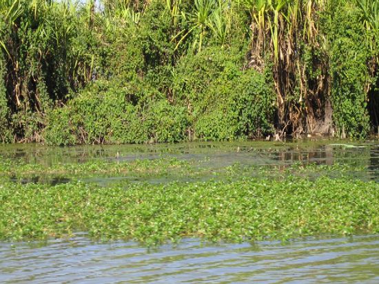 Top End - Mary River Wetlands Cruise