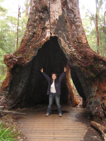 Giant Trees in the Southwestern Part of Australia