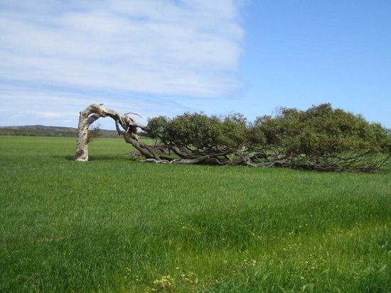 Horizontal Trees - Vom Winde verweht.
