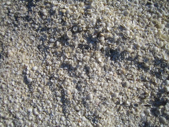 Der beeindruckende Shell Beach - alles voller kleiner schönster Muscheln.