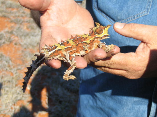 Thorny Devil heißt dieses Tierchen.