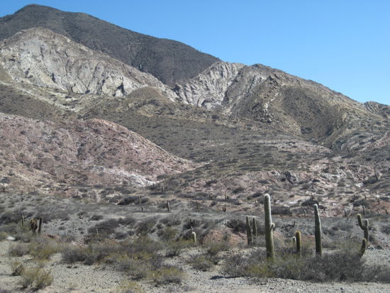 Im Nationalpark Los Cordones stehen über 28.000 Kakteen. Sie blühen erst nach 40 Jahren und dürfen nicht abgehackt werden. Diese Kandelaberkakteen wurden wegen ihres widerstandsfähigen Holzes von den Indios als Baumaterial genutzt. Auch in der Kirche von Cachi bestehen die Holzbalken und Deckenbalken aus "Kakteenstämmen".