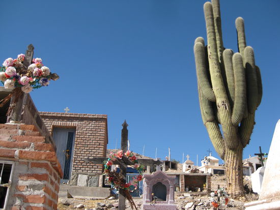 Diese Riesenkakteen stehen auf dem Friedhof in Maimara.
