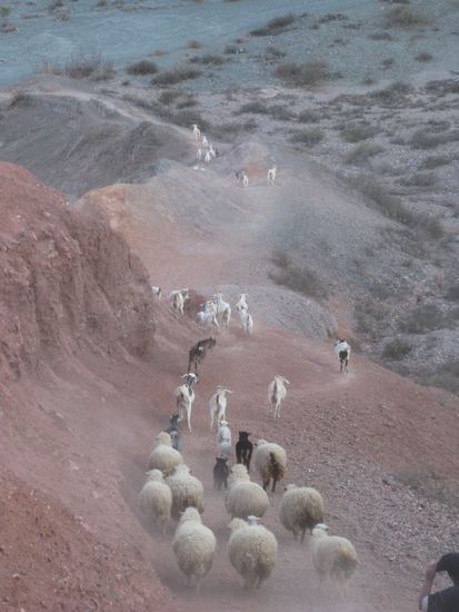 Auf einmal kam eine ganze Herde Schafe und Ziegen angerast.