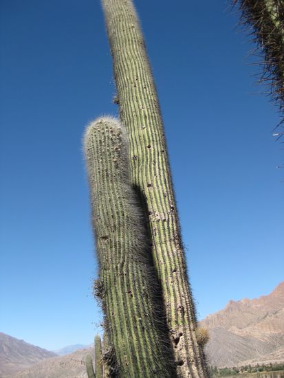 Kakteen, die fünfmal so groß wie ich sind. Mindestens 150 Jahre alt, denn sie wachsen nur 1 cm pro Jahr.