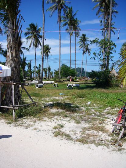 die restlichen Palmen die den Tsunami auf Phi Phi überlebt haben.