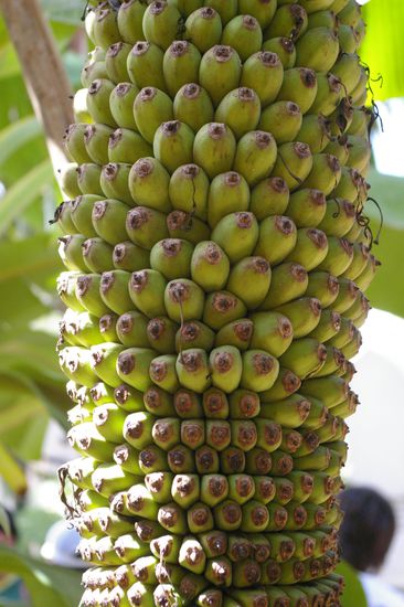 Wenn wir gross sind werden wir mal Bananen.