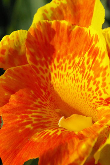 Der botanische Flughafen.