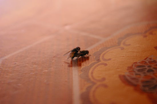 Selbst die Fliegen lieben Vang Vieng.