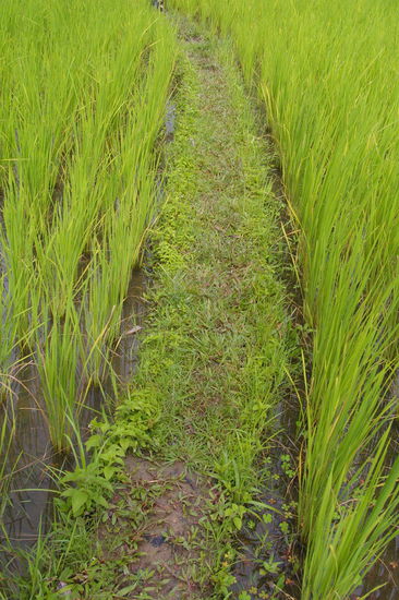 Eigentlich ein natürlicher Steg zwischen den Reisfeldern, für uns ein Wanderweg.