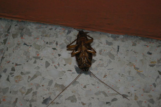 Einer unserer Bettnachbarn in Mexiko-City nach dem Kampf.