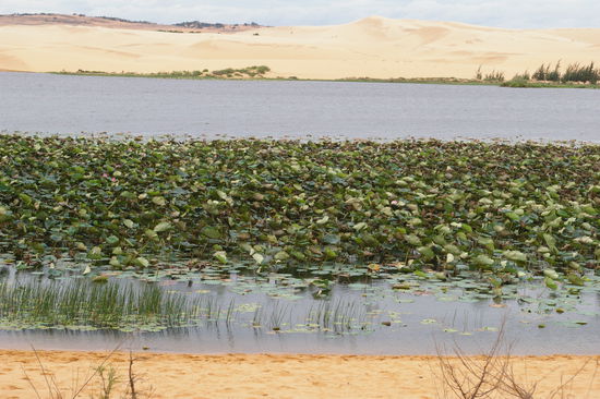Der "Lotus-See" in Mitten der weissen Sandduenen.